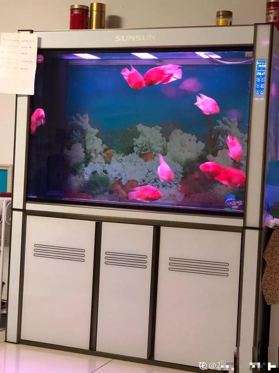 盆土硬成大疙瘩，浇点松土剂，立马软得像发糕！