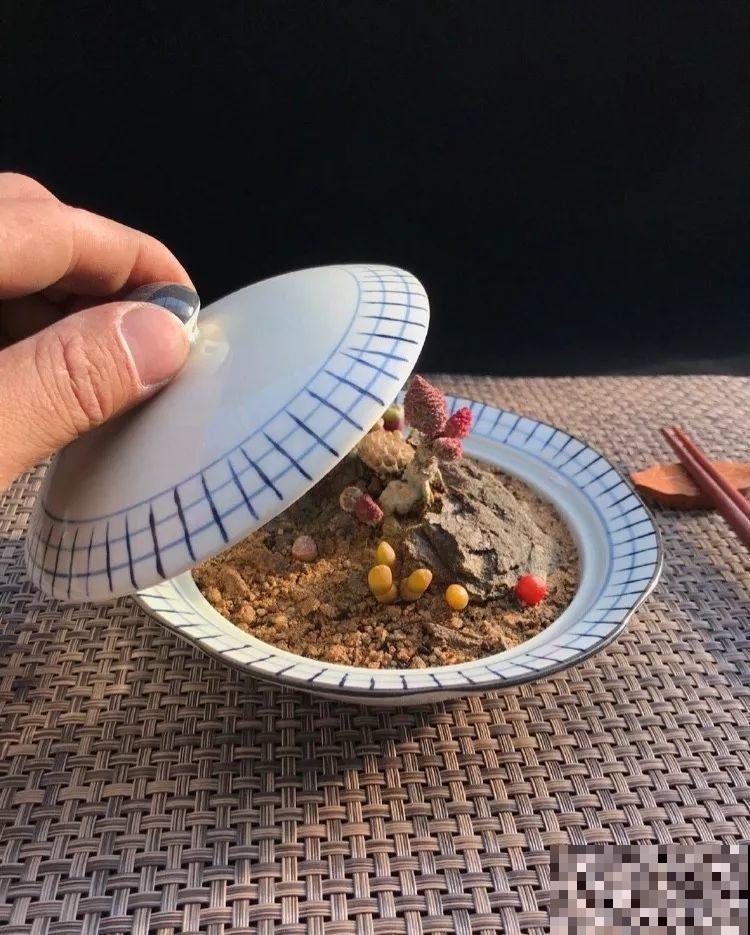 厨师改行养多肉，色香味俱全，真想让人一口吃掉！