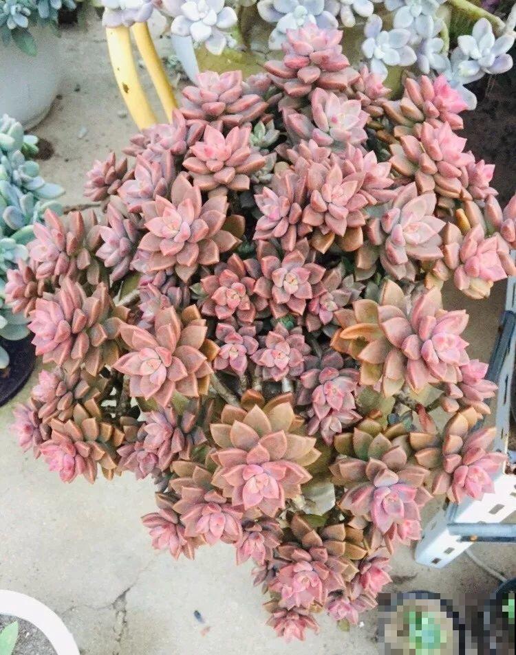 多肉爆头上百个，还是露天养，只用2个月！