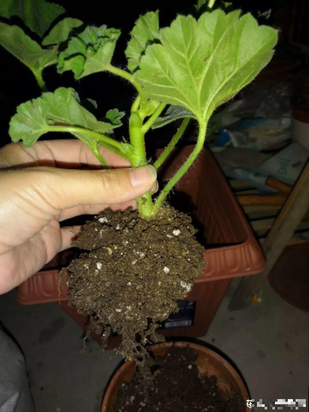 这花真便宜，不用一百块摆满一阳台，花多得看不见叶子！