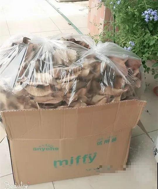 水缸养荷花，捞出10斤大白藕，咬一口咔嚓脆！