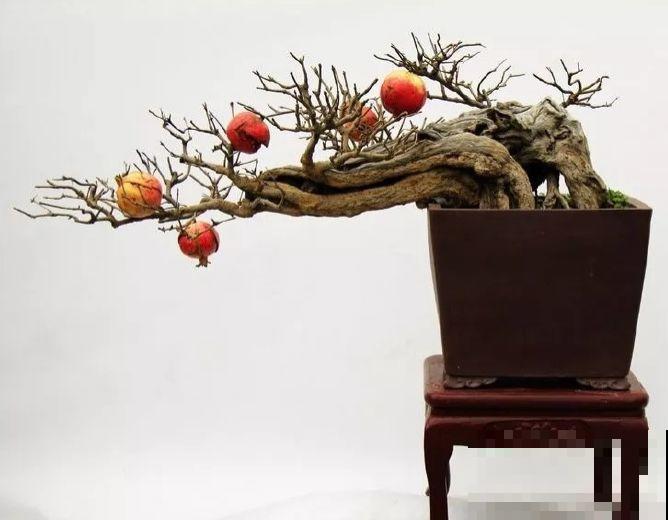 一个碗大的花盆，也能种出苹果树？别说，看着还挺诱人的！