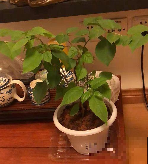 再好养的花也怕冷，放外面一晚上，一不小心变烂草！