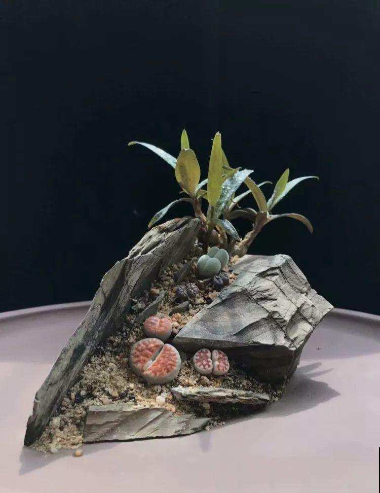 厨师改行养多肉，色香味俱全，真想让人一口吃掉！