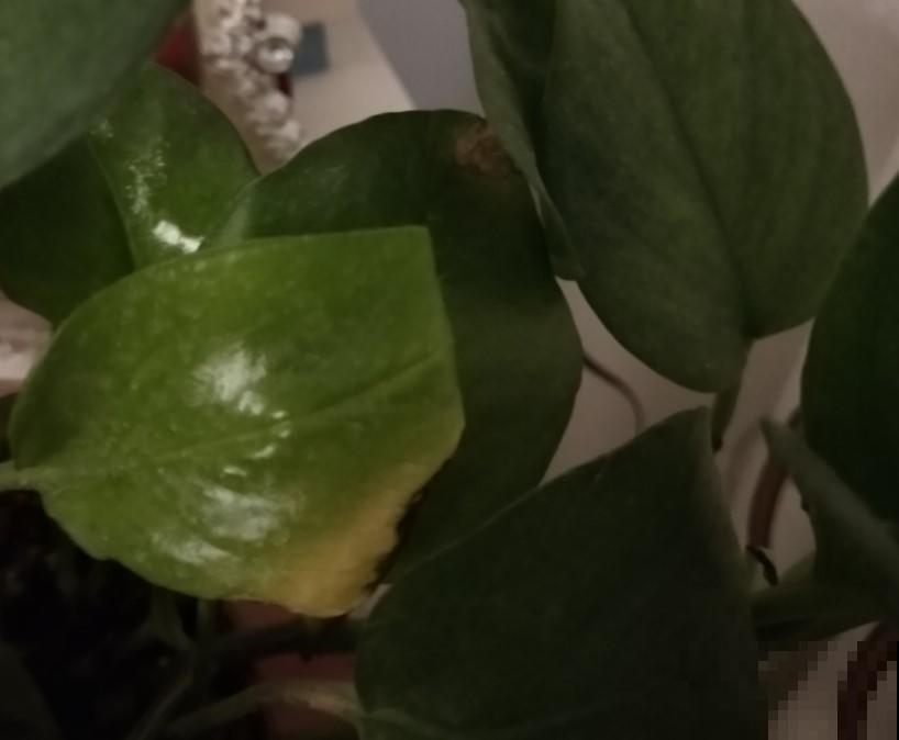 绿萝怎么了？叶子出现烂边，处理的及时了叶子锃亮锃亮的！