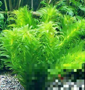 比铜钱草好看百倍的花，7天爆满一大缸，多到家里堆不下！