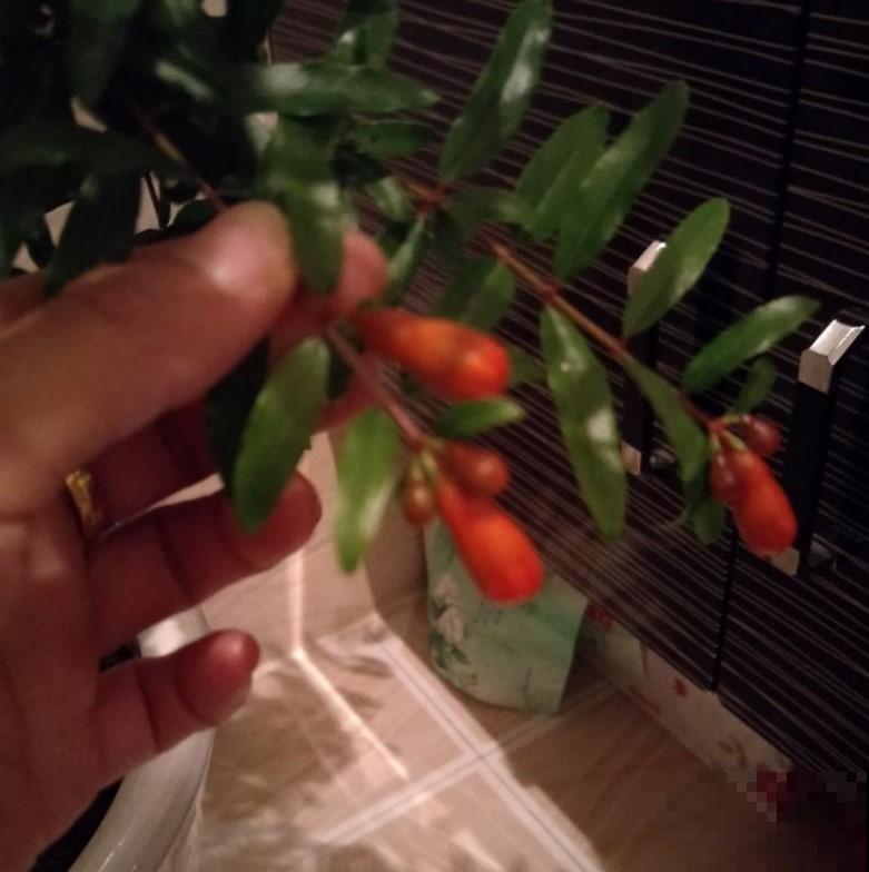 移栽石榴树苗，在家养一盆，今年的石榴就不愁吃了！