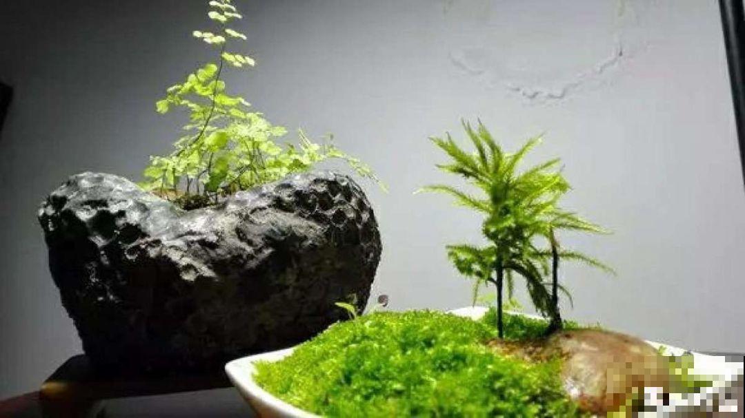 苔藓不光看着小清新，盆面铺一层，冬天养花不怕冻！