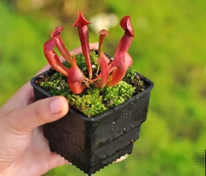 这5种重口味的花，自己就能“找食吃”，最适合秋冬养！