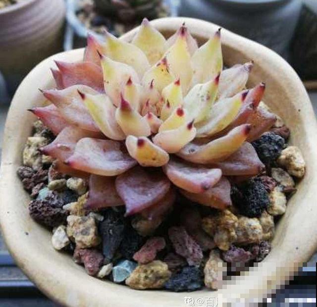 叶子一干就浇水？别傻了！越浇死得越快