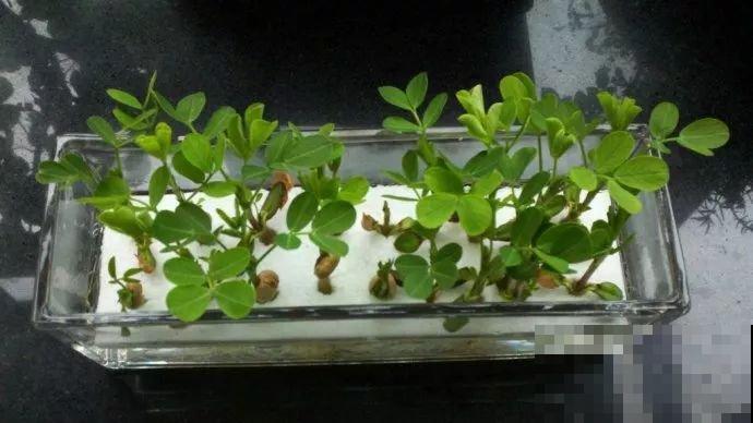 现在正是吃花生的时候，煮之前拎几个塞盆里，一周就长出清新盆栽