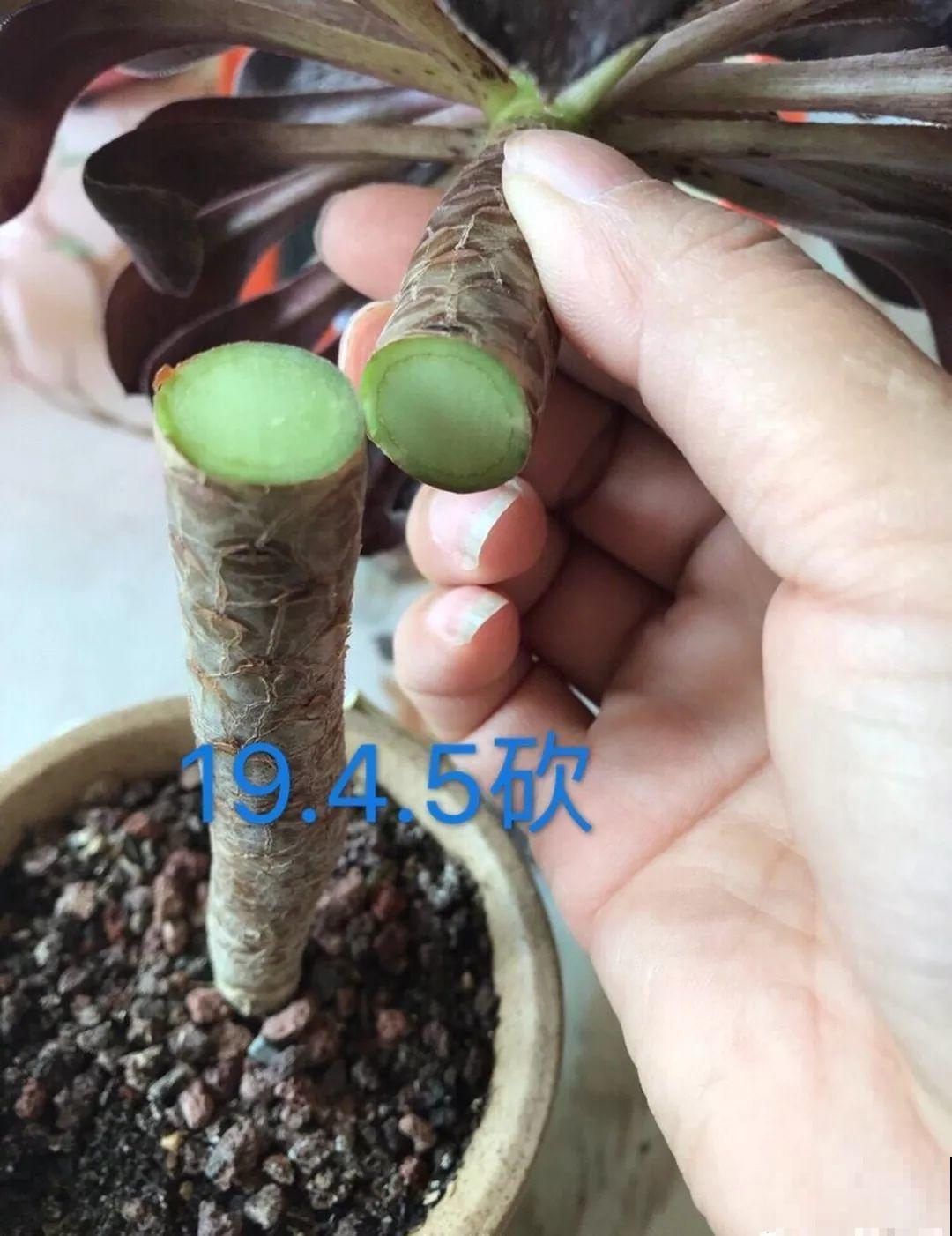 趁着天凉快，给多肉砍一刀，太阳一晒冒出满头芽！