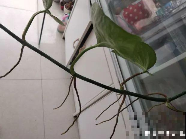 花上长出这种根，别着急剪，有了它花越长越旺盛！