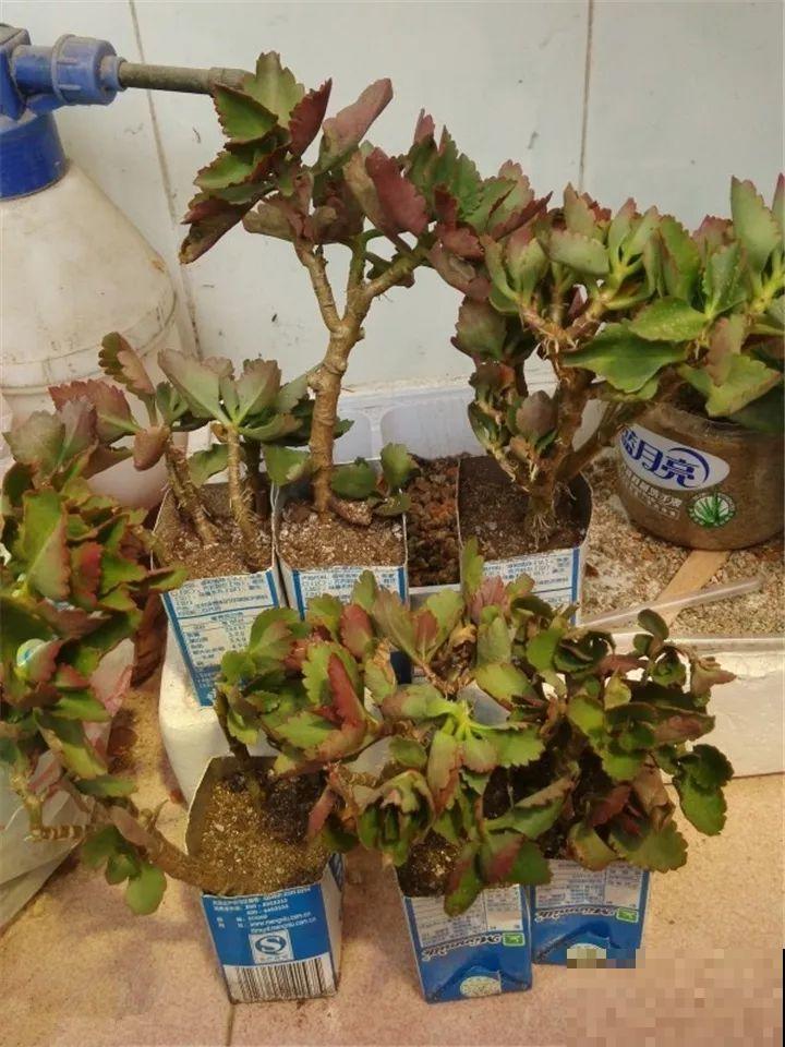 扔路边没人要的花，搬回家剃个头，俩月养成摇钱树！