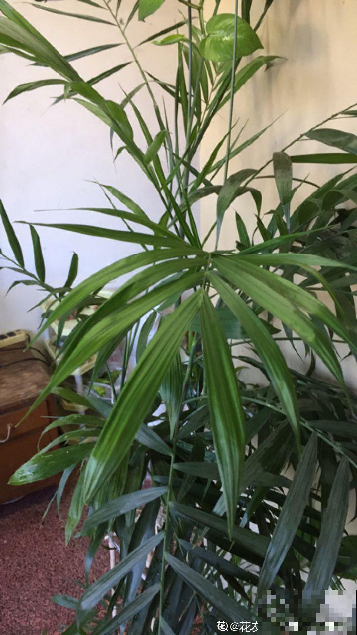 多肉养开花了？先别急着高兴，剪得越早长得越好！
