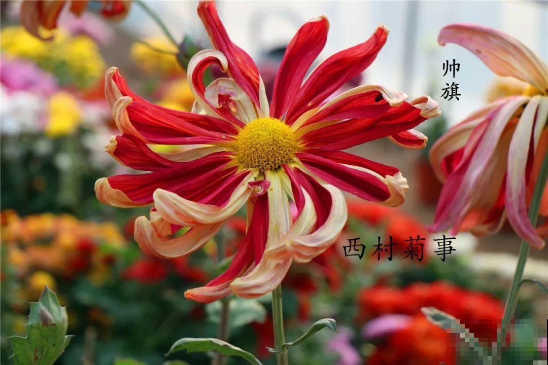 秋天啥花都可以不养，唯独这1种，100盆都不嫌多！
