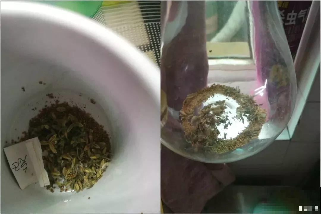 超耐寒的懒人花，五颜六色精致得很，穷养也能开爆盆！
