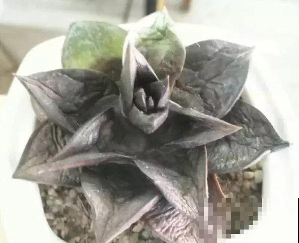 多肉届的比惨大会，扛不过夏天，活活长成了逗比！