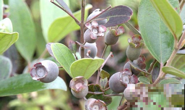 野树林摘了一堆“大蓝莓”，味道香甜到心尖，现在不摘就抢不到了