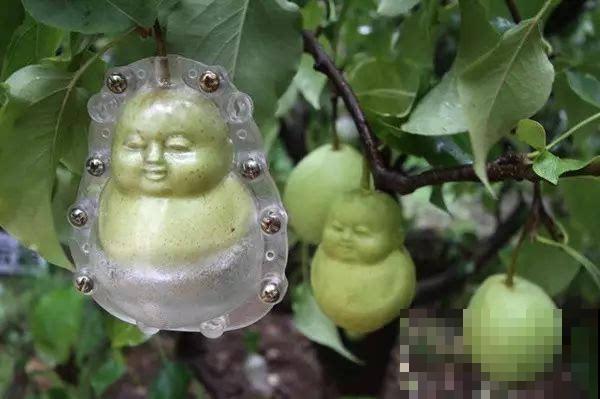 小娃娃模样的果子，卖到几十元一个，真是一点也不值！