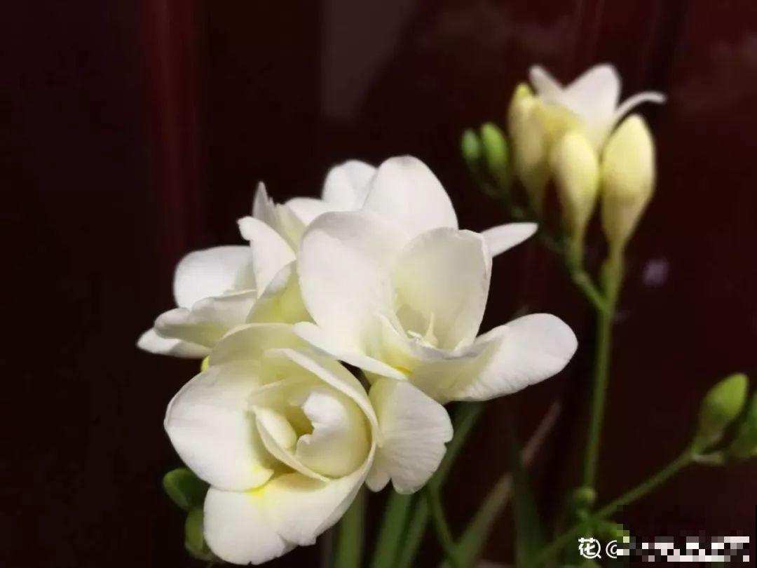 这花特好养，水越少花越多，一串能开16朵！