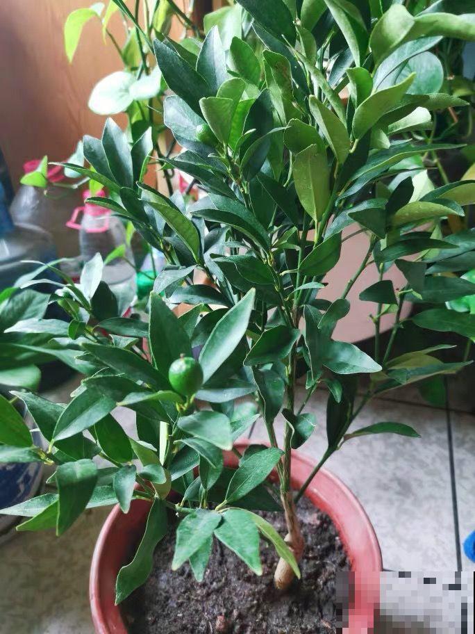 桔子开花不带停，养在客厅堪比活香水，一到冬天满枝都是果子！