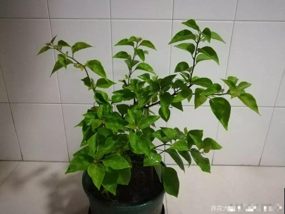 这花就得贱养，摘光叶子，少浇水，开花才会多！