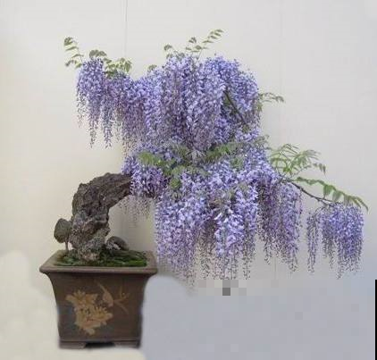 家里种这几种花的太幸运，养护得当能当传家宝，寓意吉祥代代传！