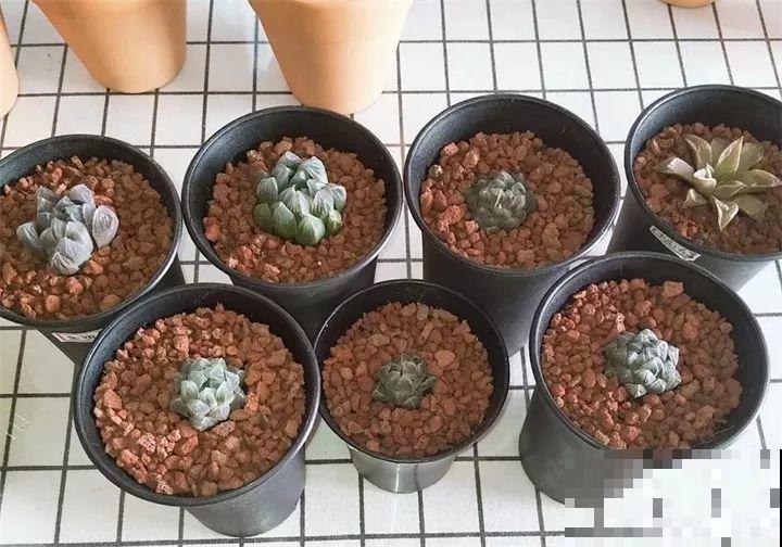 秋天给多肉换盆，少了这一步，还不如不换！