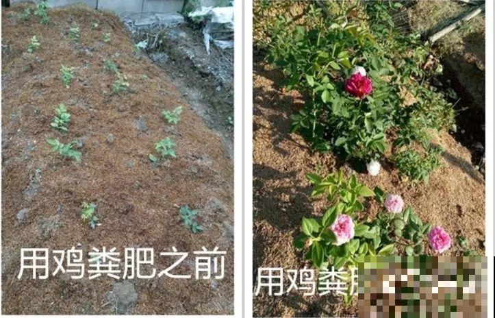 妈妈在门口插个枝，10天爆出大白根，3年窜满整面墙！