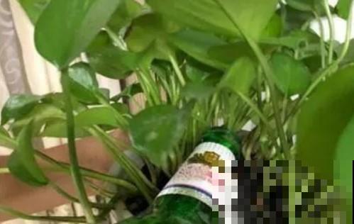 过期啤酒不舍得扔，拿他来浇花，变废为宝！