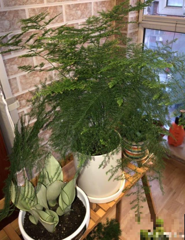 有格调的人，都爱养这花，品味高上档次