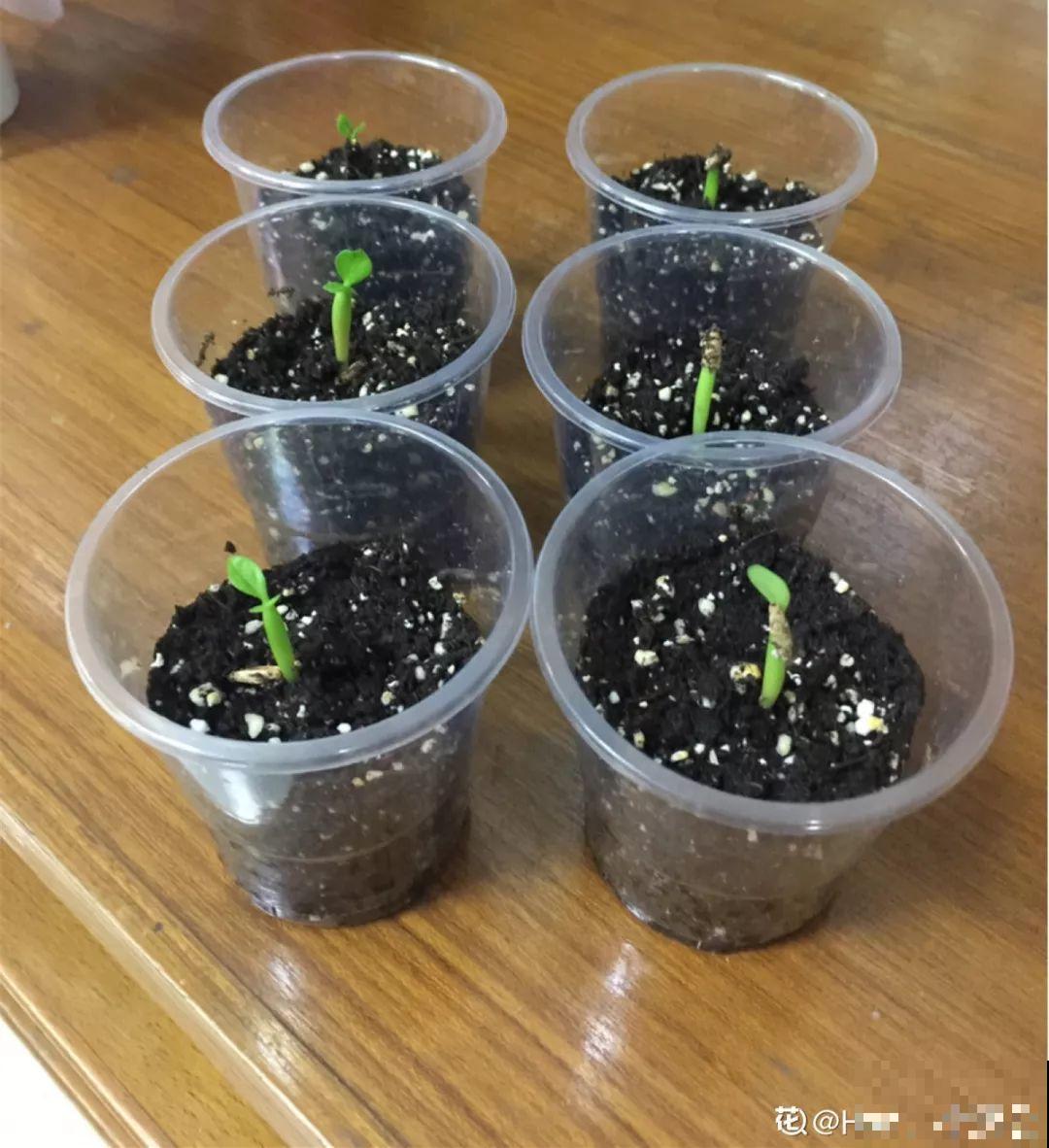 客厅养的耐旱花，30天不浇水，照样精神又气派！