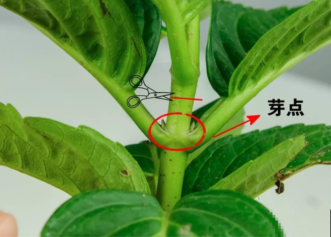 最受欢迎的耐阴花，北窗台也能开爆盆，养家里特气派！