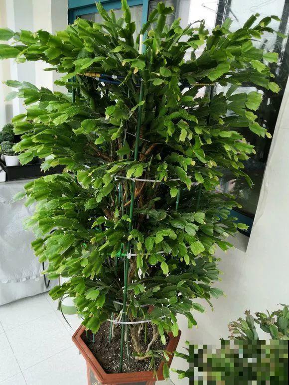 蟹爪兰叶子藏有小机关，打开它，花苞呼呼冒！
