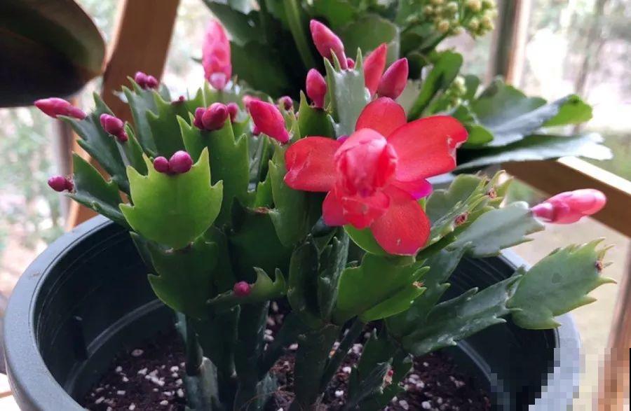 买花容易挑花眼？带本秘籍走，喜欢的花一盆也不落！