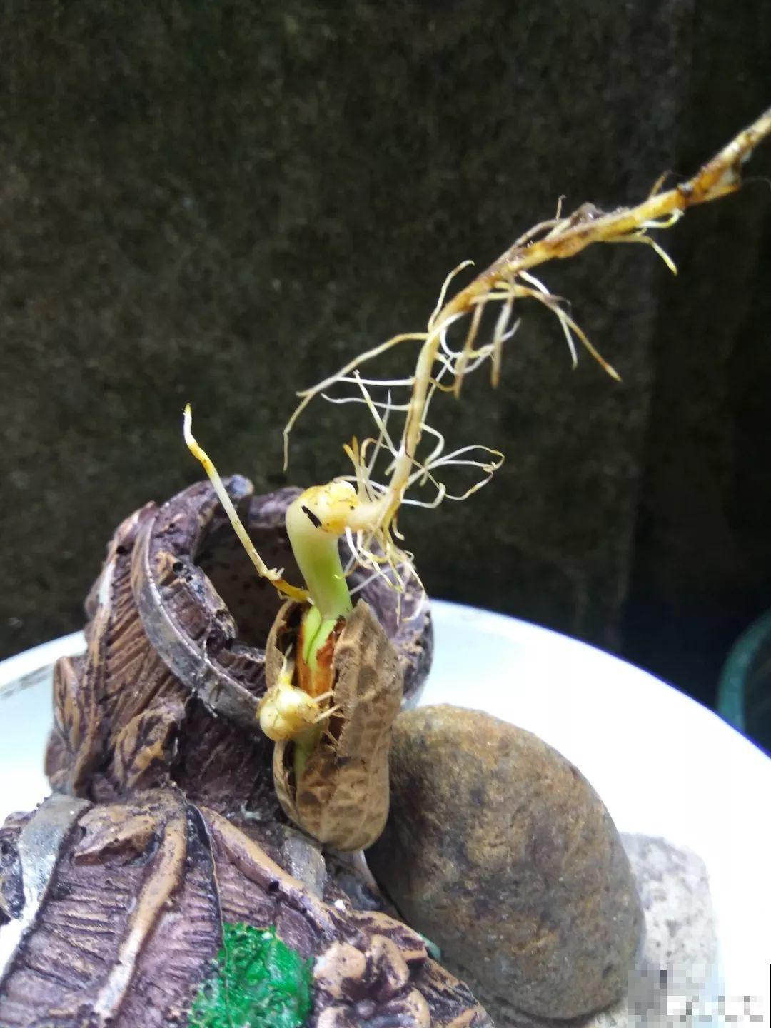 她用几粒花生米，种出一盆大花生，冒出来的豆芽根忒好看！