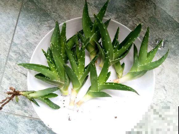 这8种花，趁着秋天赶紧分株，明年光买盆就够了！