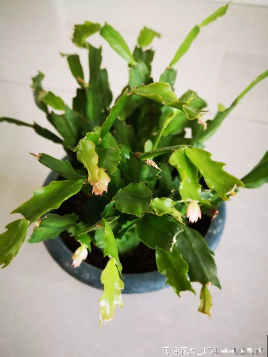 秋天爱疯长的花，剪1刀、喂点肥，新芽立马撑爆盆！
