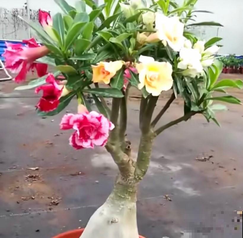 这花肚子大，在非洲都是不被待见的，在我们这开花了就是个宝！