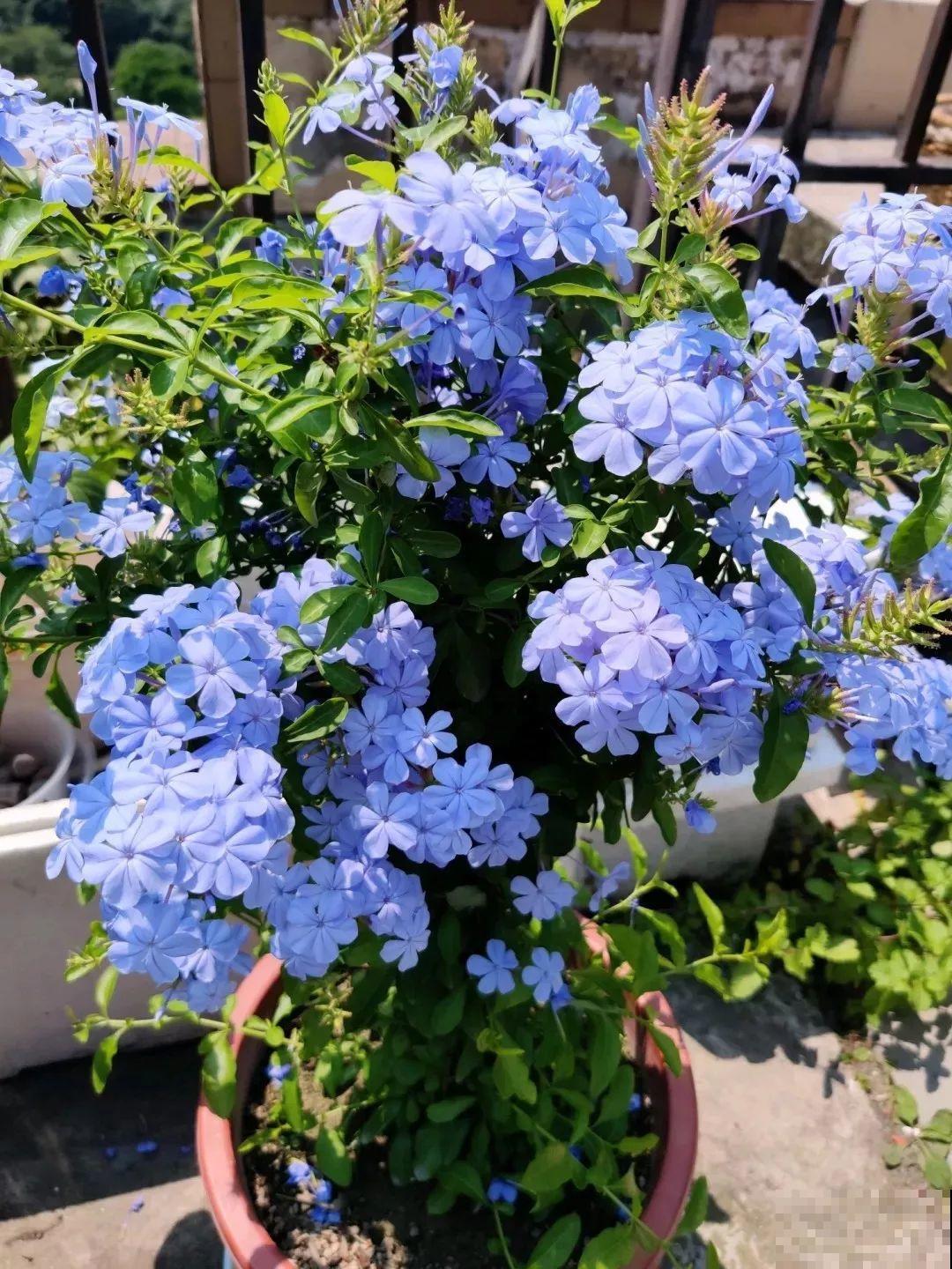 蓝雪花越剪越长，院子里栽一棵，2个月开满整面墙！