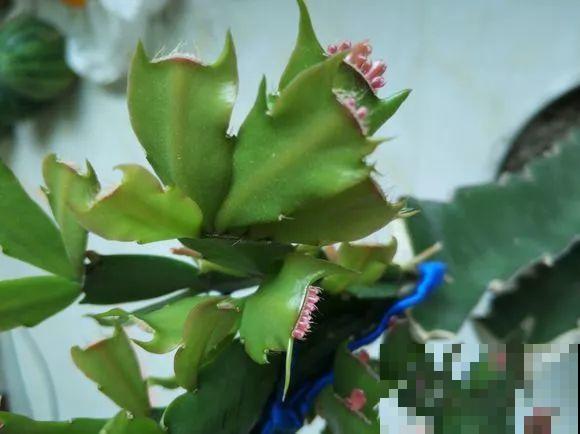 蟹爪兰叶子藏有小机关，打开它，花苞呼呼冒！