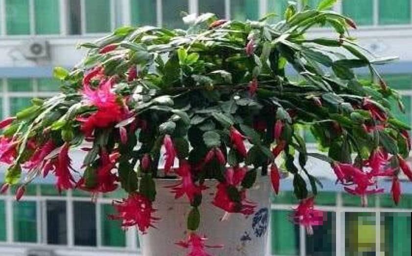 想要阳台有花赏，就选这些花养，不一会儿阳台就能变花园！