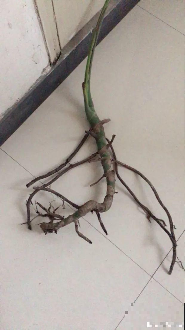 花上长出这种根，别着急剪，有了它花越长越旺盛！