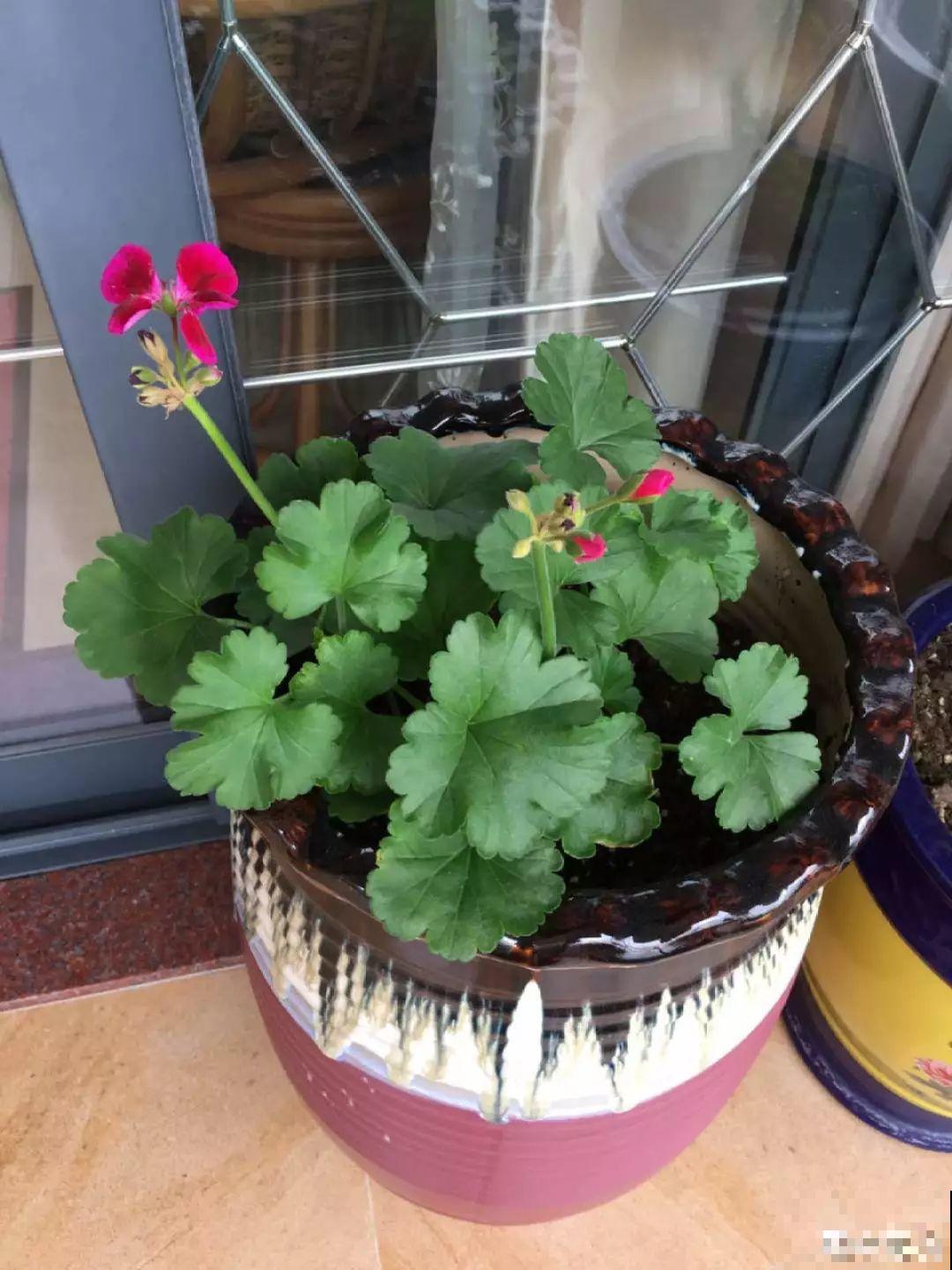 这花真便宜，不用一百块摆满一阳台，花多得看不见叶子！