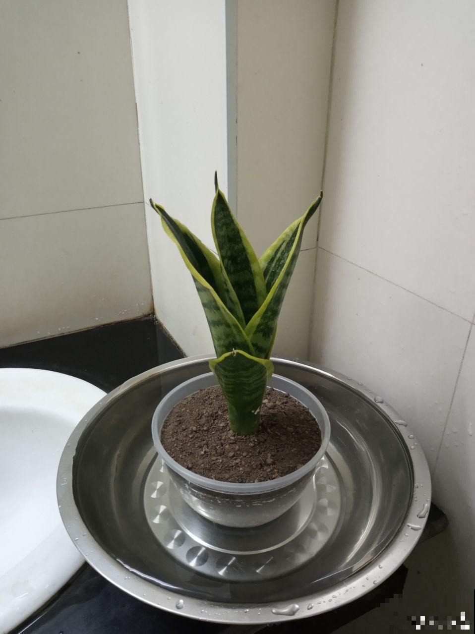 这花就得穷养，塞进小盆，少浇水，越长越旺