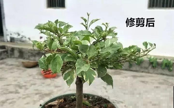 这花就得贱养，摘光叶子，少浇水，开花才会多！