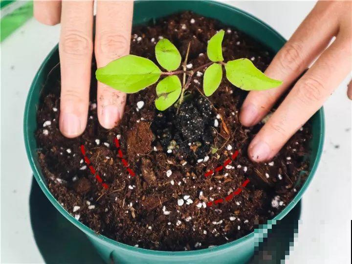 这花越养越上瘾，一小把埋土里，明年能开整面墙！