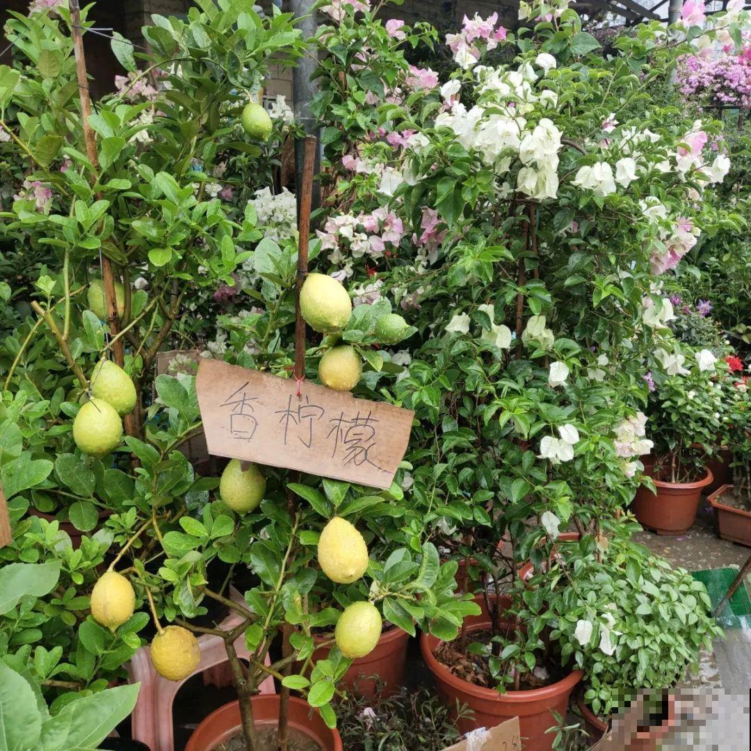 9月份逛花市，这花最好看、最好养，放心抱回家！