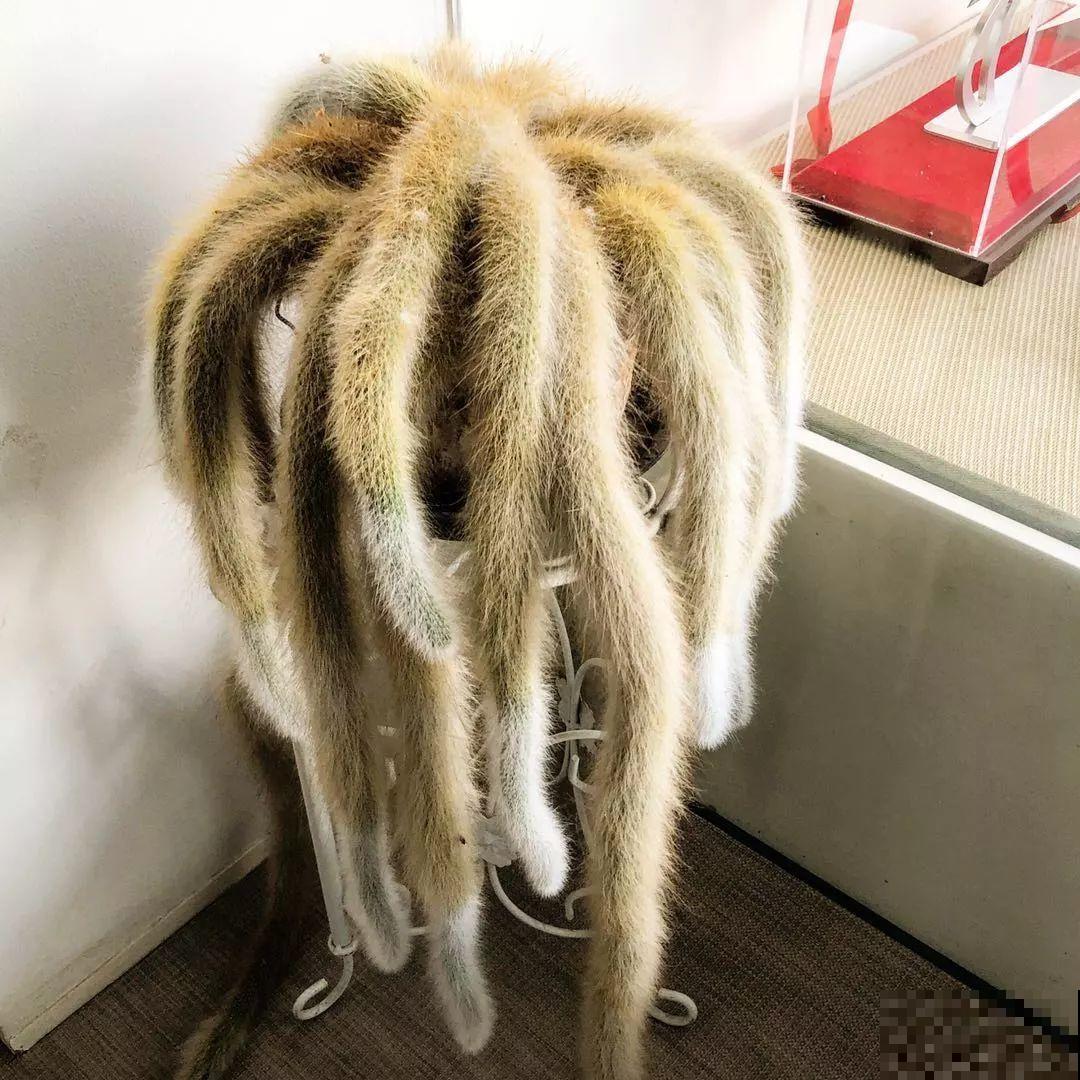 这6种有趣花，长了一圈小尾巴，谁看了都想摸！
